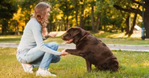 How Dog Obedience Enhances Your Bond With Your Canine Friend