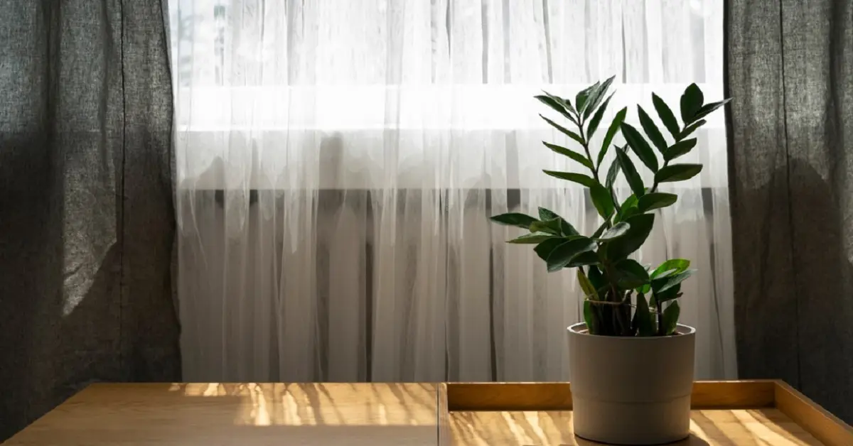 Natural Elegance: Transform Your Space with Wooden Venetian Blinds